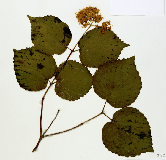 {Viburnum bracteatum}